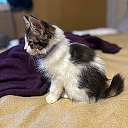 Loki joined the competition — help win amazing prizes! animal, bed, black_and_white, blanket, cat, collar, cozy, cute, feline, fur, indoor, kitten, pet, purple_collar, side_view, sitting, soft_fur, tail, whiskers, young_cat