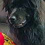 Blade joined the competition — help win amazing prizes! dog, black_dog, fluffy, pet, canine, indoor, couch, blanket, smile, fur, animal, companion, portrait, household, domestic, relaxed, friend, mammal, snout, ears
