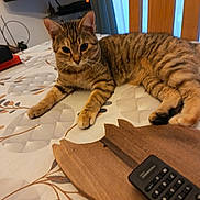 Amour participe au concours pour gagner de l'argent avec cette photo : cat, tabby_cat, tablecloth, wooden_tray, remote_control, indoor, pet, relaxed, feline, curious, brown, striped, animal, domestic_cat, laying, closeup, household, furniture, living_room, cozy