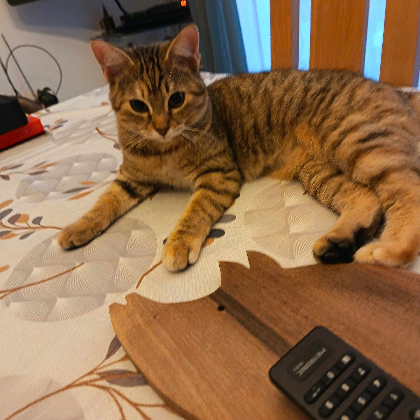 Amour participe au concours pour gagner de l'argent avec cette photo : animal, brown, cat, closeup, cozy, curious, domestic_cat, feline, furniture, household, indoor, laying, living_room, pet, relaxed, remote_control, striped, tabby_cat, tablecloth, wooden_tray