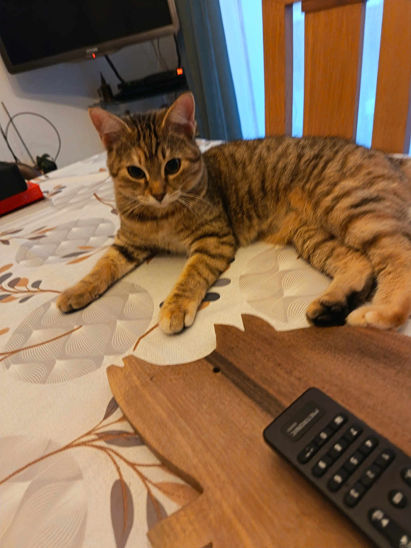 Amour participe au concours pour gagner de l'argent avec cette photo : cat, tabby_cat, tablecloth, wooden_tray, remote_control, indoor, pet, relaxed, feline, curious, brown, striped, animal, domestic_cat, laying, closeup, household, furniture, living_room, cozy