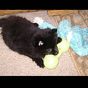 Midnight is registered to the contest to win money with this photo: puppy, dog, black_fur, carpet, toy, tennis_ball, plush_toy, indoor, pet, animal, cute, lying_down, playful, canine, fur, small_dog, chewing, young_animal, domestic, companion