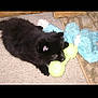 puppy, dog, black_fur, carpet, toy, tennis_ball, plush_toy, indoor, pet, animal, cute, lying_down, playful, canine, fur, small_dog, chewing, young_animal, domestic, companion