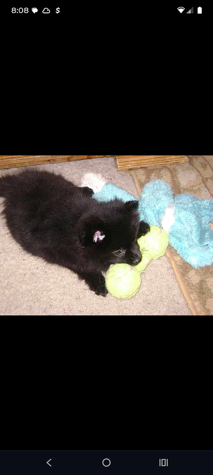 Midnight is registered to the contest to win money with this photo: puppy, dog, black_fur, carpet, toy, tennis_ball, plush_toy, indoor, pet, animal, cute, lying_down, playful, canine, fur, small_dog, chewing, young_animal, domestic, companion