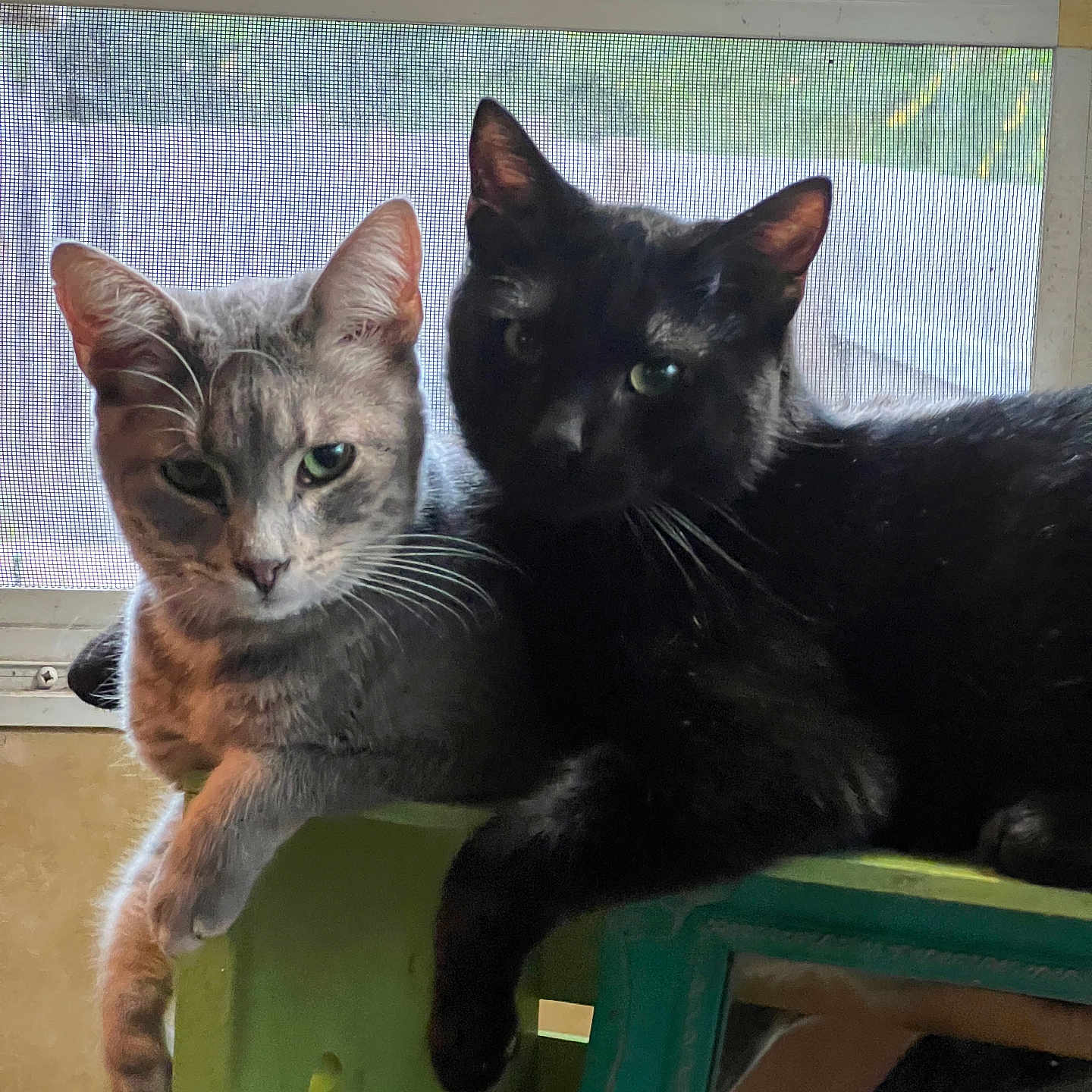 Lil Baby joined the competition — help win amazing prizes! animal, black_cat, cat, closeup, companionship, domestic, ears, furniture, gray_cat, greenery, indoor, pets, reflection, relaxed, screen, shadow, stool, two_animals, whiskers, window