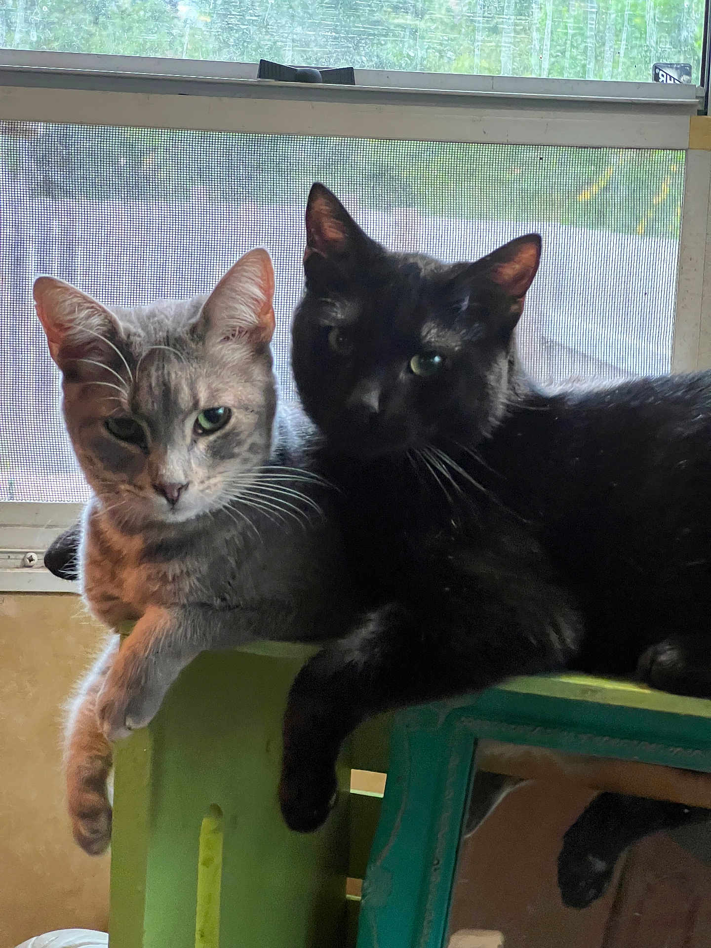 Lil Baby joined the competition — help win amazing prizes! cat, gray_cat, black_cat, pets, indoor, window, screen, stool, furniture, relaxed, animal, companionship, whiskers, ears, greenery, reflection, shadow, closeup, two_animals, domestic