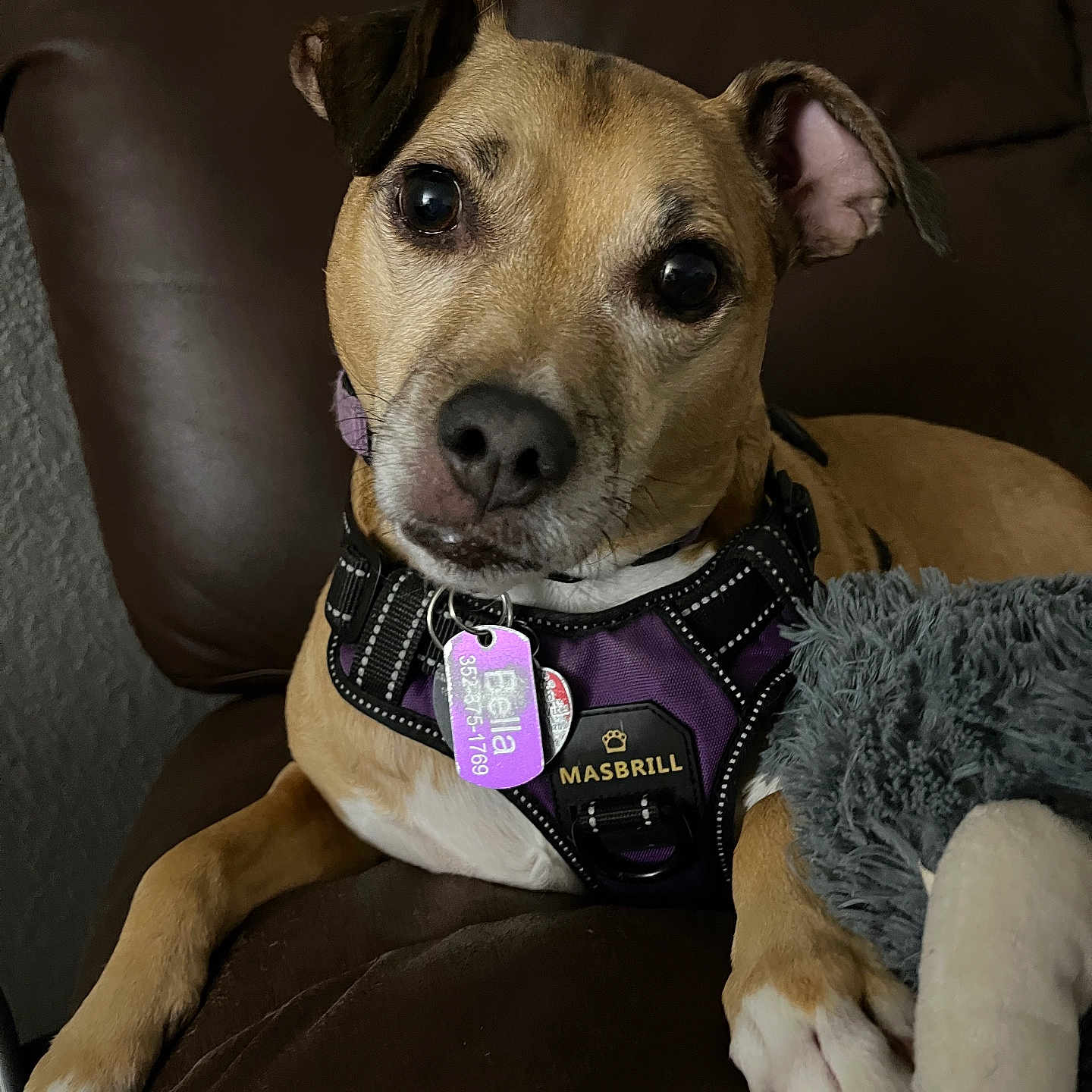 Bella joined the competition — help win amazing prizes! animal, brown_leather_couch, canine, close_up, companion, curious, cute, dog, dog_tag, domestic, ears, face, fur, indoor, paw, pet, plush_toy, purple_harness, relaxed, resting
