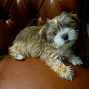 Honor is registered to the contest to win money with this photo: adorable, animal, brown, canine, companion, cute, dog, fluffy, fur, furniture, home, indoor, leather_chair, pet, puppy, relaxed, scruffy, sitting, soft, young_dog