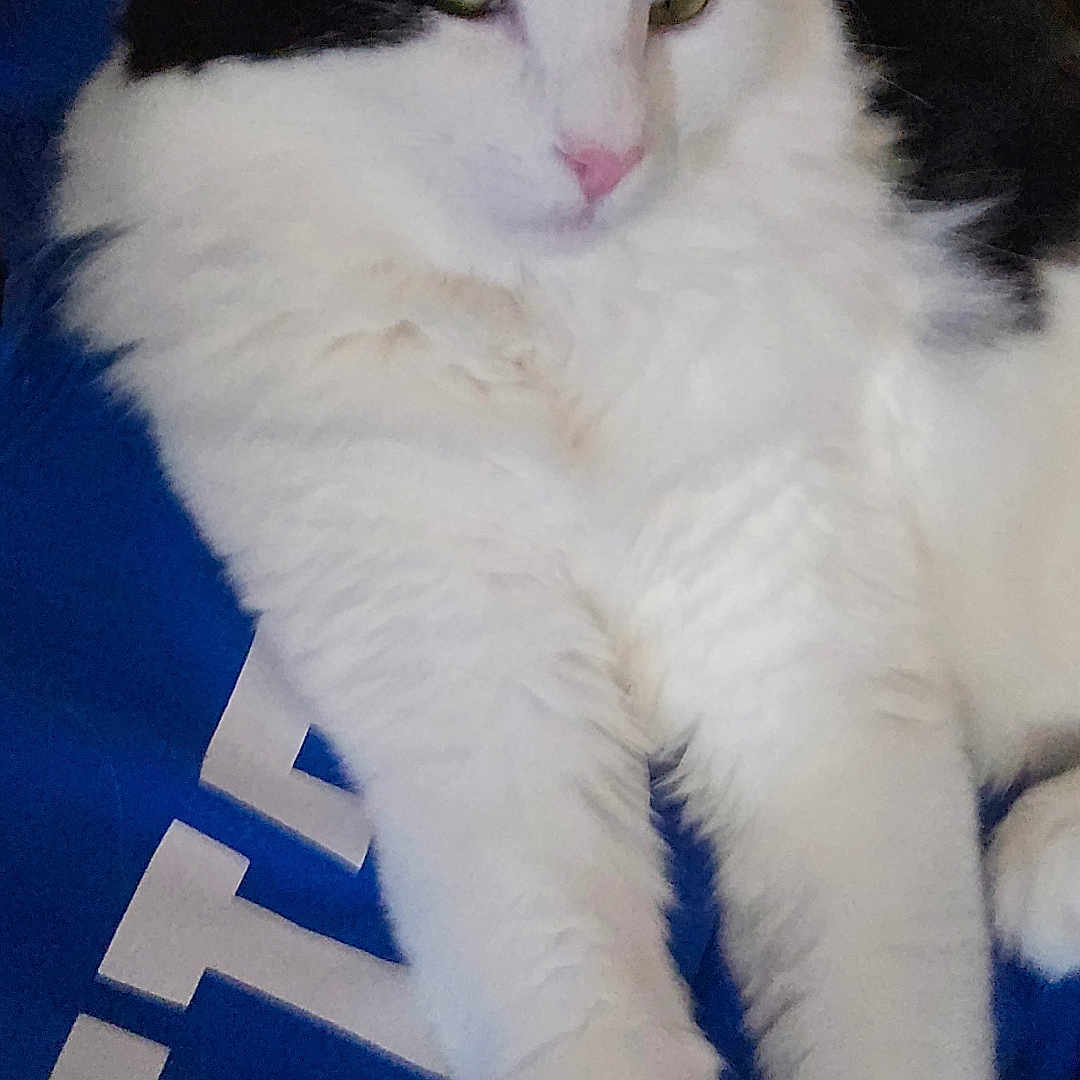 Aesop S. Fables joined the competition — help win amazing prizes! animal, black_and_white, blue_background, cat, close_up, cute, domestic, feline, fluffy, fur, indoor, mammal, pet, pink_nose, relaxed, resting, sleepy, soft, stretching, whiskers