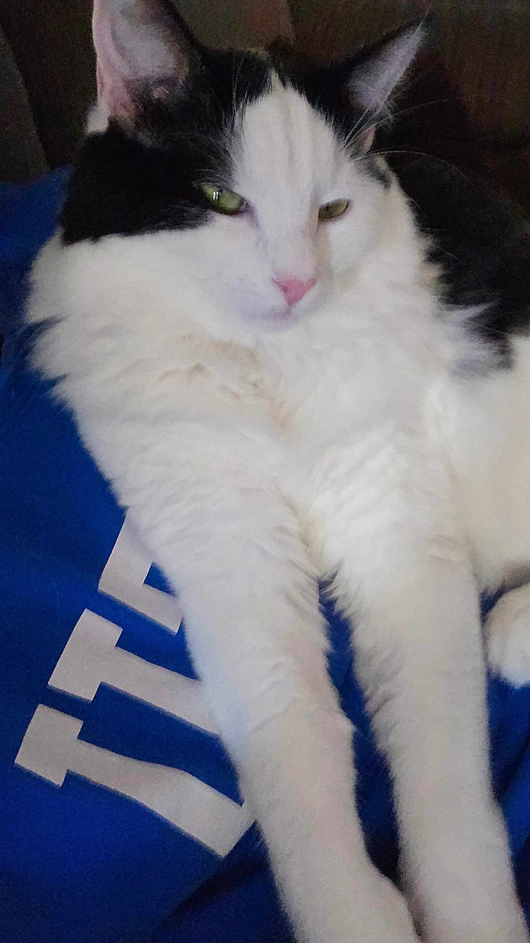 Aesop S. Fables joined the competition — help win amazing prizes! cat, black_and_white, fluffy, pet, feline, relaxed, indoor, animal, fur, whiskers, pink_nose, stretching, close_up, resting, sleepy, mammal, domestic, cute, soft, blue_background