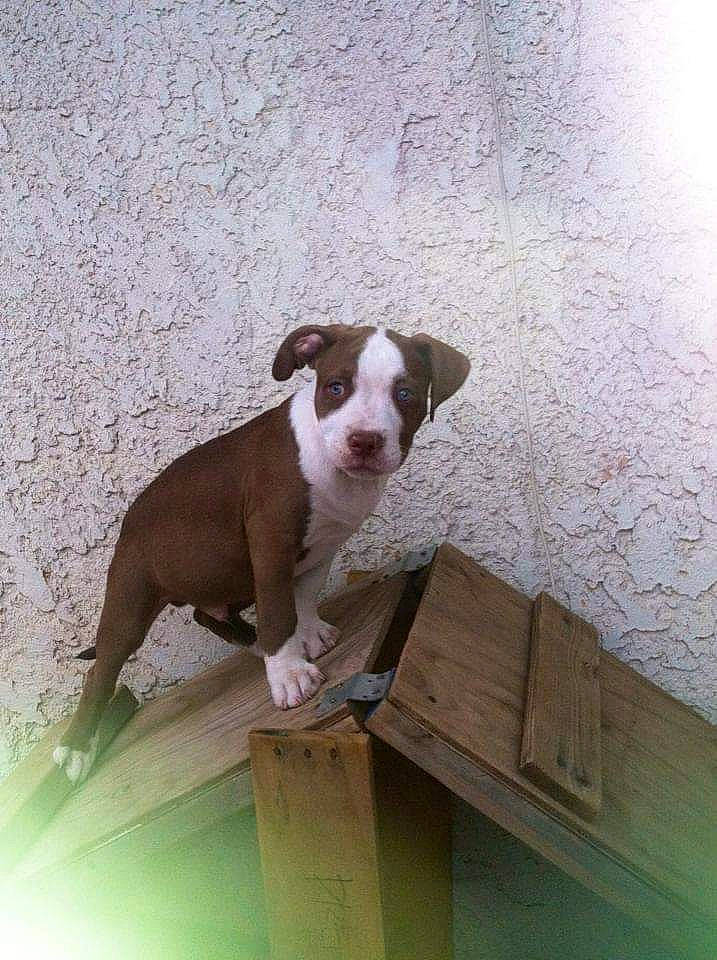 Diezel joined the competition — help win amazing prizes! art, canidae, carnivore, companion_dog, dog, dog_breed, fawn, hardwood, non_sporting_group, pet_supply, shipping_box, snout, sporting_group, stairs, tail, terrestrial_animal, whiskers, wood, working_animal