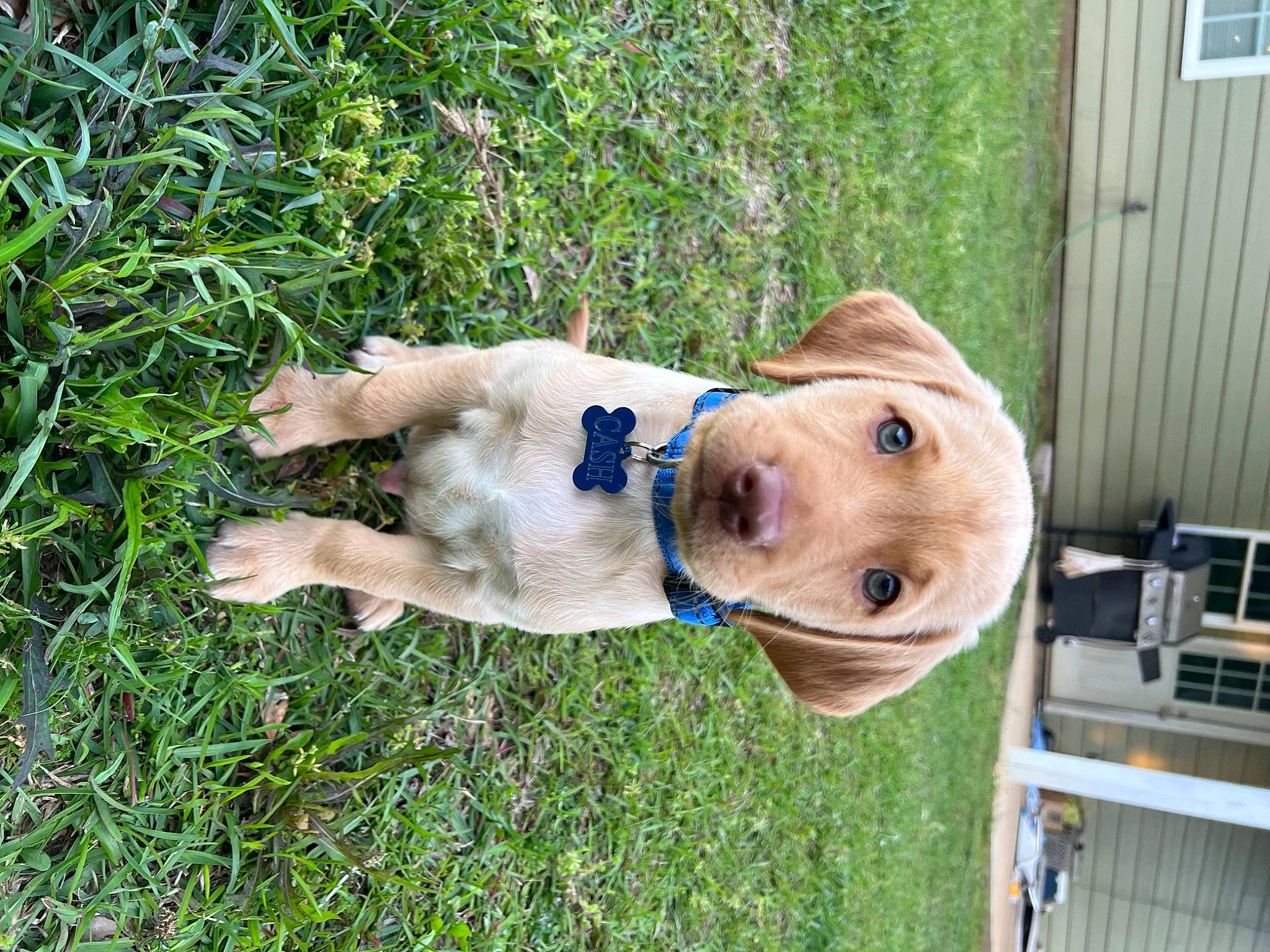 Cash is registered to the contest to win money with this photo: canidae, carnivore, collar, companion_dog, dog, dog_breed, fawn, grass, groundcover, guard_dog, lawn_ornament, non_sporting_group, plant, snout, sporting_group, tail, toy, window, wood, working_animal