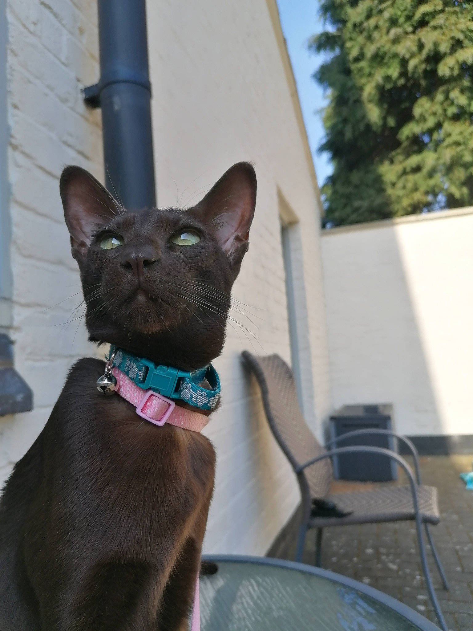 Luna joined the competition — help win amazing prizes! asian, black_cat, burmese, carnivore, cat, fawn, felidae, havana_brown, korat, mammal, oriental_shorthair, russian_blue, small_to_medium_sized_cats, snout, vertebrate, whiskers