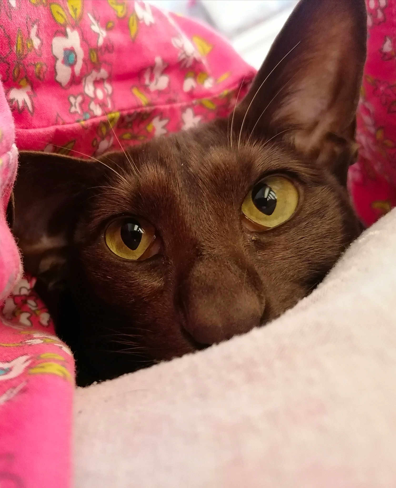 Luna