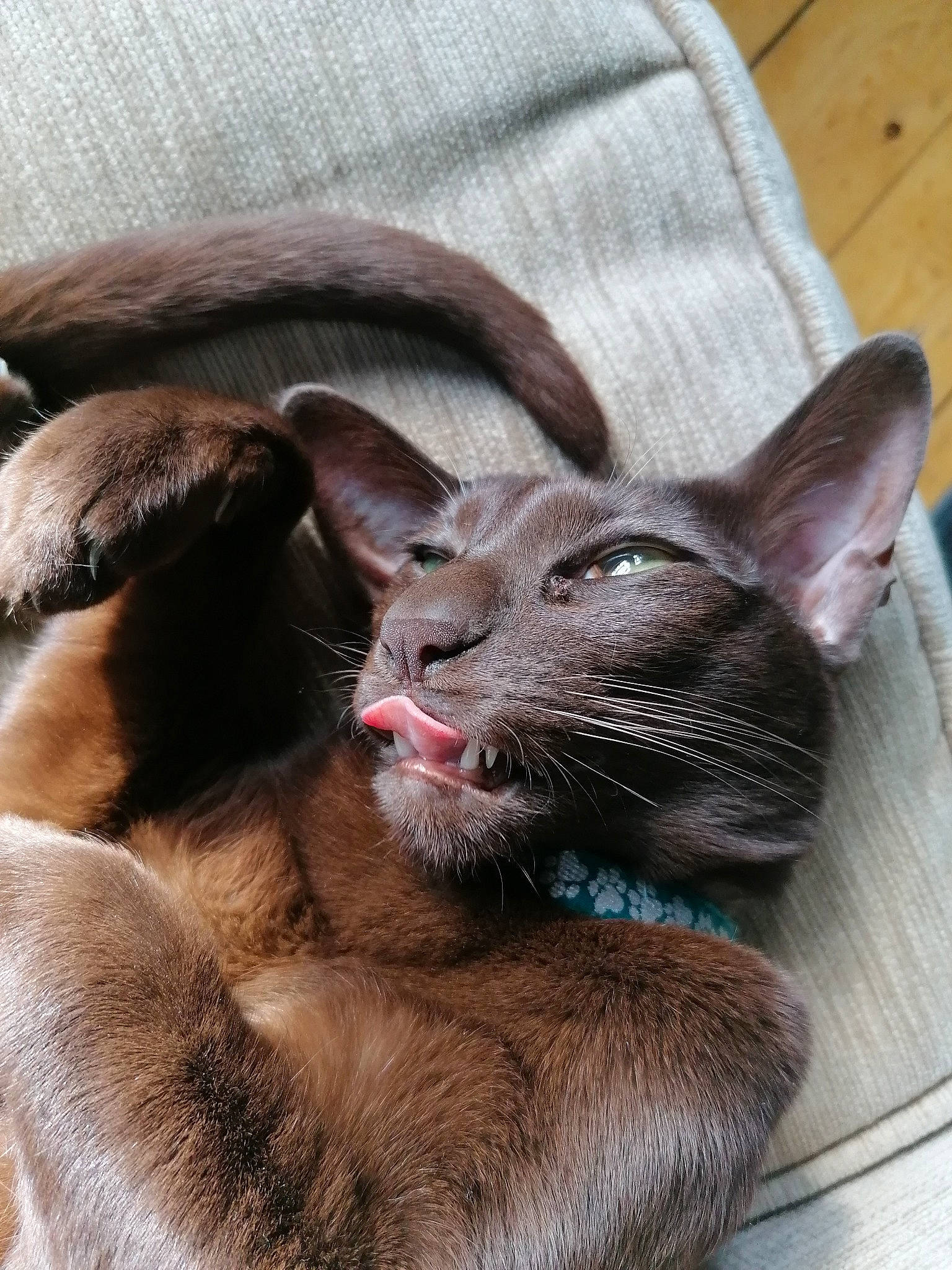 Luna joined the competition — help win amazing prizes! burmese, carnivore, cat, cornish_rex, ear, fawn, felidae, javanese, kitten, mammal, oriental_longhair, oriental_shorthair, peterbald, small_to_medium_sized_cats, snout, thai, tonkinese, vertebrate, whiskers