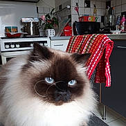 Valerie Valerie a rejoint le concours — aidez-le/la à gagner de superbes lots ! appliances, blue_eyes, cat, chair, closeup, counter, domestic, face, feline, fluffy, fur, household, indoor, kitchen, pet, plant, pots, tiles, towel, whiskers
