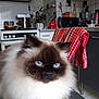 appliances, blue_eyes, cat, chair, closeup, counter, domestic, face, feline, fluffy, fur, household, indoor, kitchen, pet, plant, pots, tiles, towel, whiskers