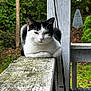 Looney joined the competition — help win amazing prizes! cat, black_and_white, animal, lounging, wooden_railing, outdoor, greenery, garden, relaxed, pet, feline, nature, porch, wildlife, fur, mammal, quiet, resting, daytime, whiskers