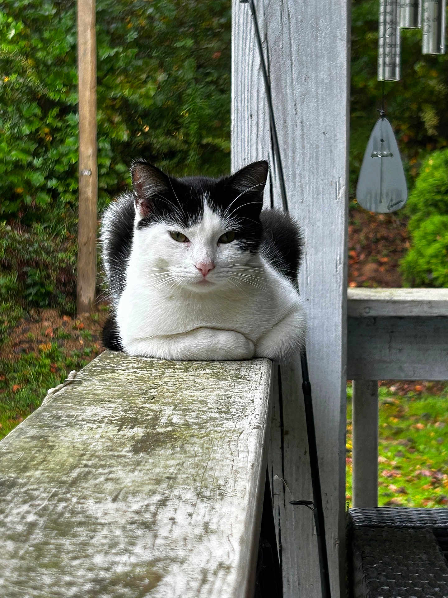 Looney joined the competition — help win amazing prizes! cat, black_and_white, animal, lounging, wooden_railing, outdoor, greenery, garden, relaxed, pet, feline, nature, porch, wildlife, fur, mammal, quiet, resting, daytime, whiskers