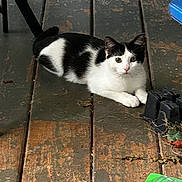 Looney joined the competition — help win amazing prizes! cat, animal, black_and_white, wooden_floor, indoor, pet, resting, curious, feline, floorboards, plant_pot, green_object, quiet, relaxed, domestic_animal, close_up, whiskers, ears, paws, eyes