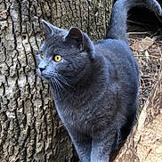 Leo is registered to the contest to win money with this photo: cat, gray_cat, animal, outdoor, tree, bark, nature, forest, wildlife, alert, fur, whiskers, tail, paws, mammal, eyes, standing, root, wood, pet