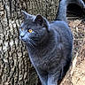 cat, gray_cat, animal, outdoor, tree, bark, nature, forest, wildlife, alert, fur, whiskers, tail, paws, mammal, eyes, standing, root, wood, pet