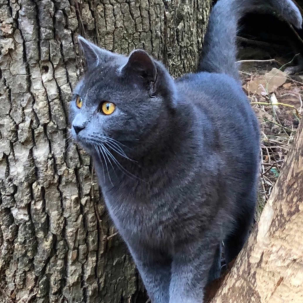 Leo