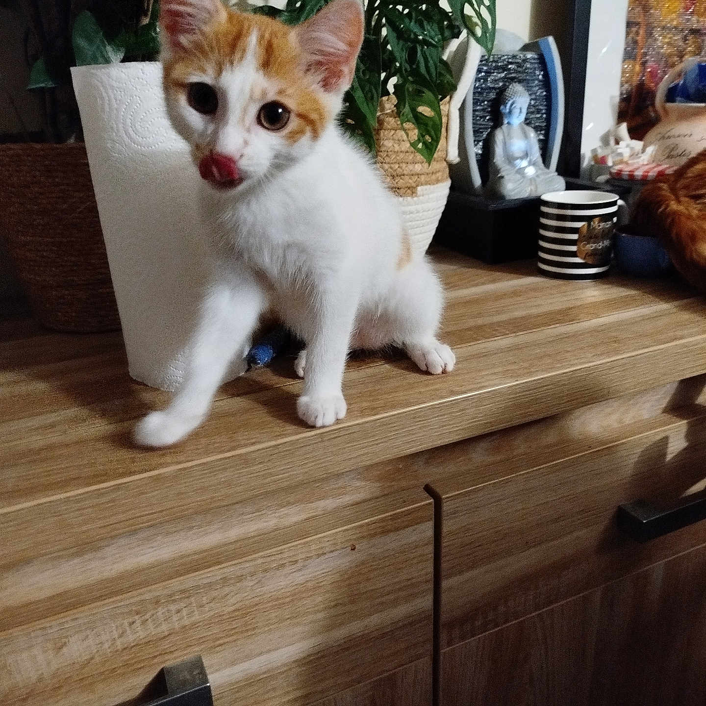 Odin a rejoint le concours — aidez-le/la à gagner de superbes lots ! animal, baby, cat, clothing, face, footwear, furniture, hardwood, head, indoors, interiordesign, kitten, person, pet, plant, plywood, pottedplant, shoe, table, wood