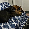 Selene joined the competition — help win amazing prizes! dog, black_dog, brown_dog, couch, blanket, pattern, indoor, resting, snuggling, pet, animal, fur, companionship, cozy, living_room, carpet, door, home, comfort, relaxation