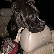 Selene is registered to the contest to win money with this photo: dog, car, headrest, black_and_white, pet, animal, interior, leather_seat, night, curious, closeup, looking, vehicle, canine, domestic_animal, seat, headlight, transportation, indoor, portrait