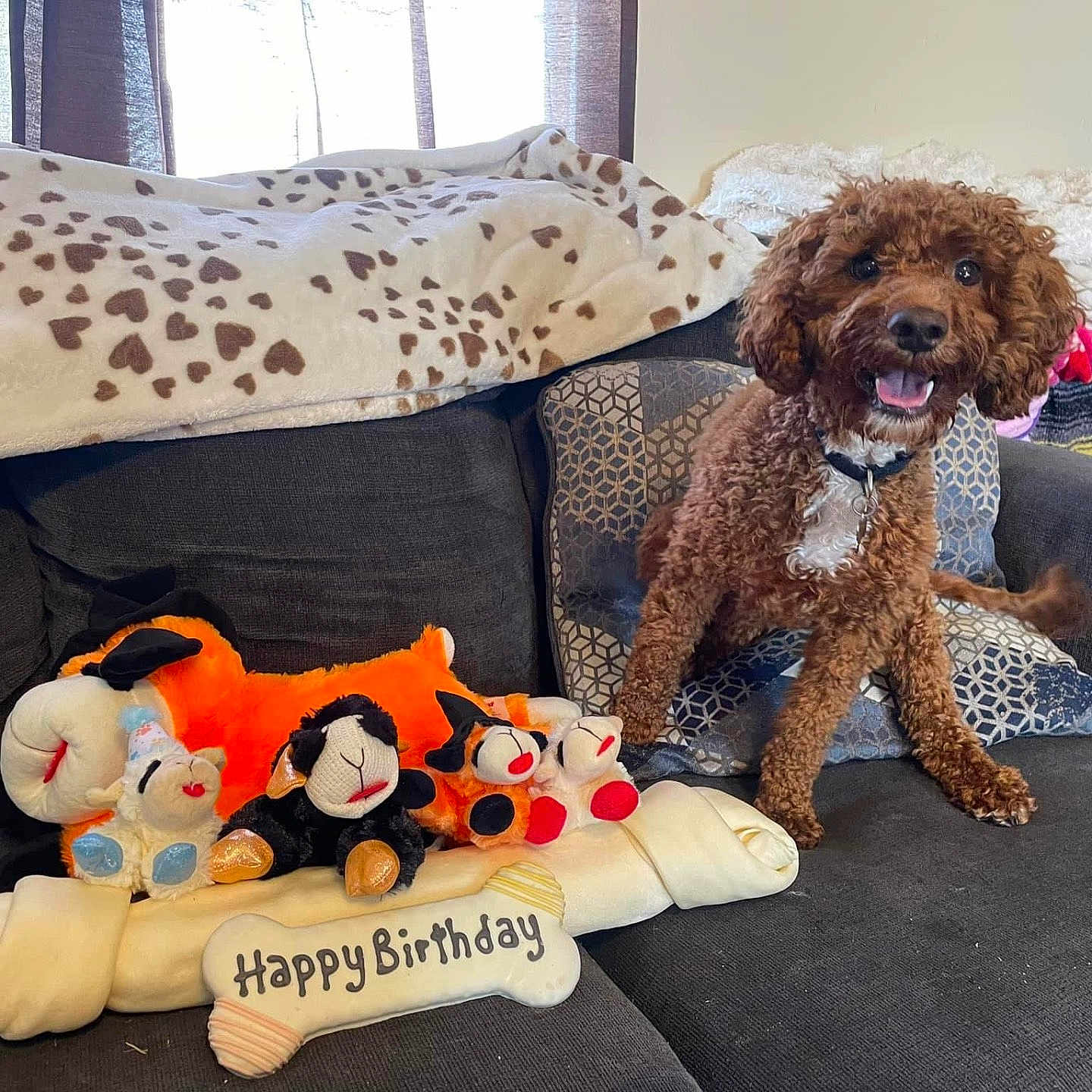 Duke joined the competition — help win amazing prizes! animal, canine, couch, cushion, dog, dogbed, furniture, homedecor, pet, pillow, plush, poodle, puppy, toy