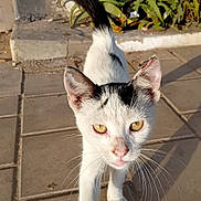 Chat De Rue a rejoint le concours — aidez-le/la à gagner de superbes lots ! cat, animal, pet, outdoor, sunlight, pavement, whiskers, black_and_white, curious, walking, plant, greenery, nature, ears, tail, feline, closeup, sidewalk, sunshine, street