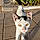 Chat De Rue