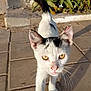 cat, animal, pet, outdoor, sunlight, pavement, whiskers, black_and_white, curious, walking, plant, greenery, nature, ears, tail, feline, closeup, sidewalk, sunshine, street