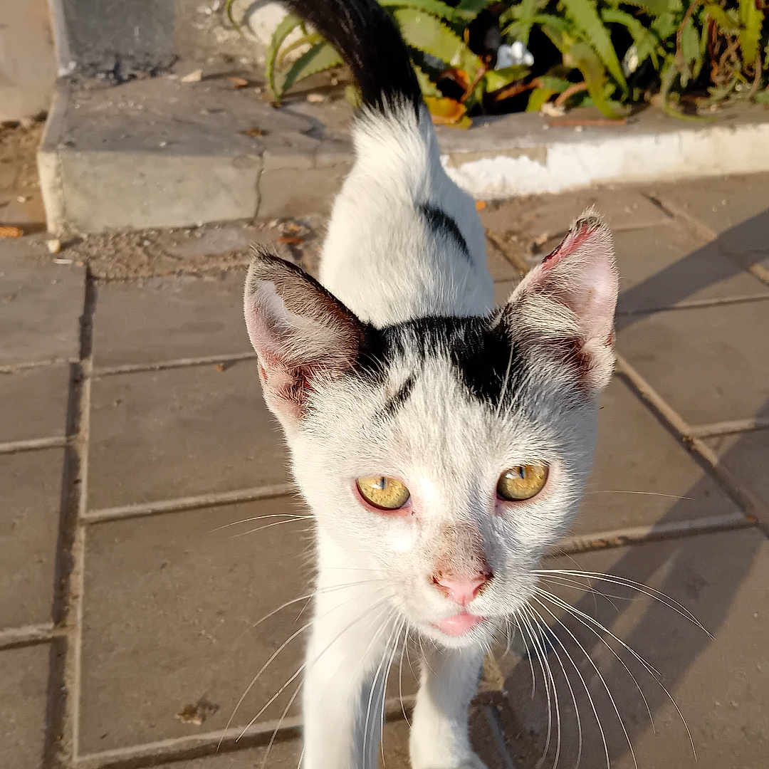 Chat De Rue a rejoint le concours — aidez-le/la à gagner de superbes lots ! animal, black_and_white, cat, closeup, curious, ears, feline, greenery, nature, outdoor, pavement, pet, plant, sidewalk, street, sunlight, sunshine, tail, walking, whiskers