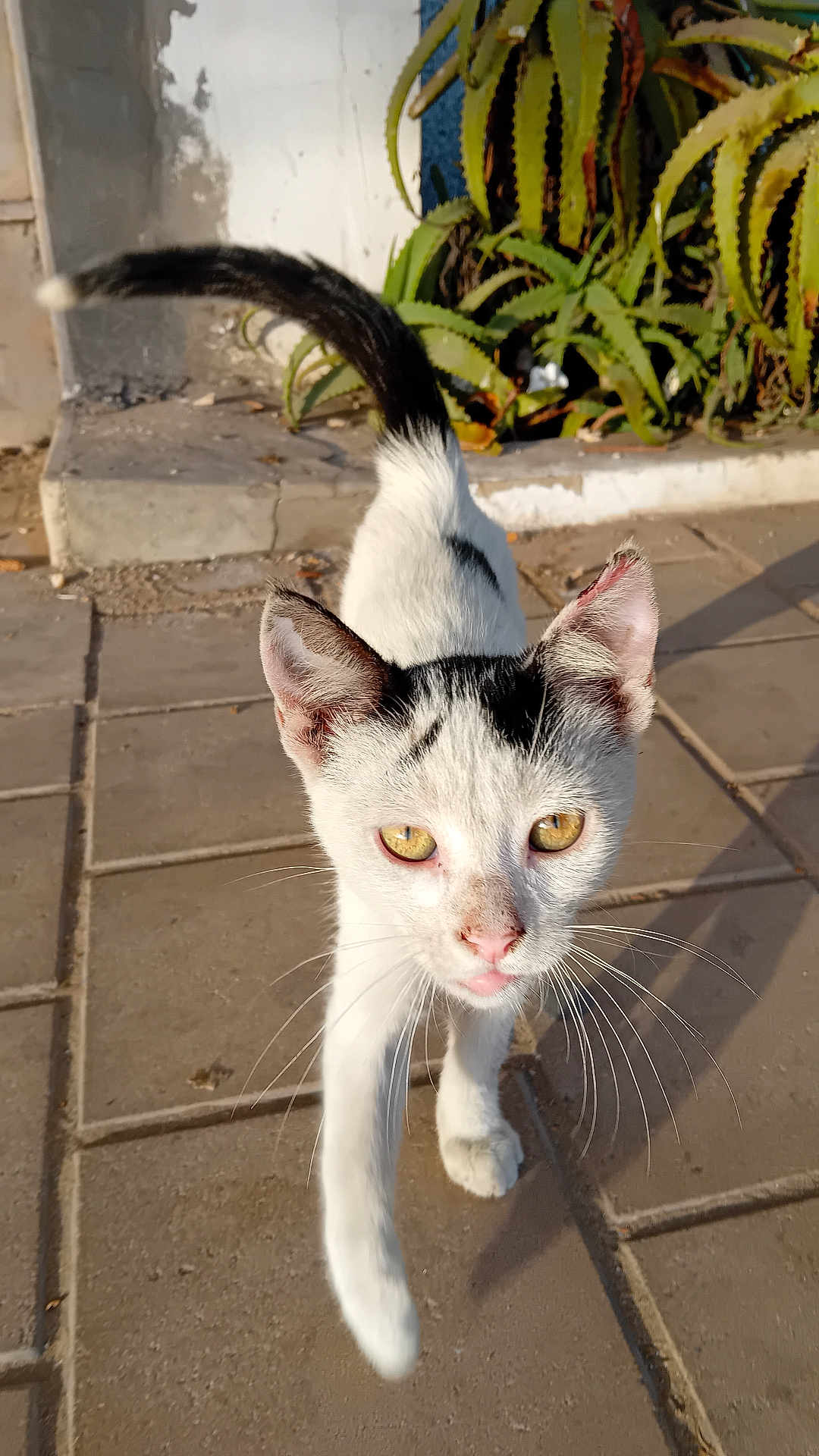 Chat De Rue a rejoint le concours — aidez-le/la à gagner de superbes lots ! cat, animal, pet, outdoor, sunlight, pavement, whiskers, black_and_white, curious, walking, plant, greenery, nature, ears, tail, feline, closeup, sidewalk, sunshine, street
