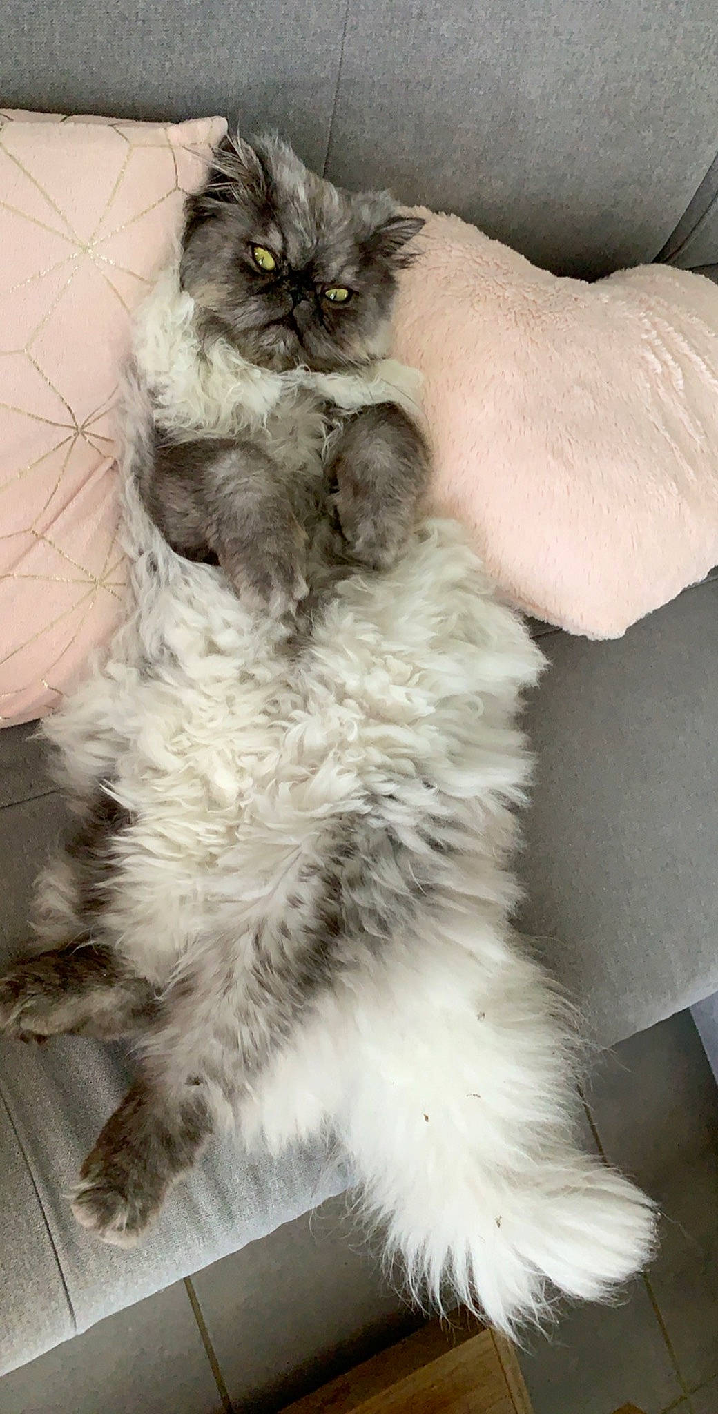 Pixel participe au concours pour gagner de l'argent avec cette photo : asian_semi_longhair, british_longhair, british_semi_longhair, carnivore, cat, claw, domestic_long_haired_cat, felidae, fur, kitten, mammal, norwegian_forest_cat, persian, polydactyl_cat, ragamuffin, selkirk_rex, siberian, small_to_medium_sized_cats, vertebrate, whiskers