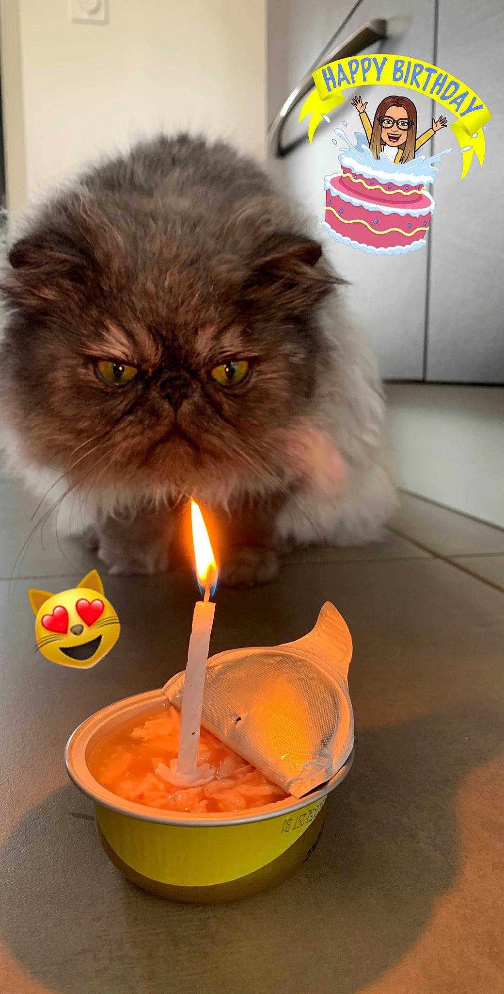 Pixel participe au concours pour gagner de l'argent avec cette photo : carnivore, cat, cuisine, felidae, food, kitten, persian, small_to_medium_sized_cats