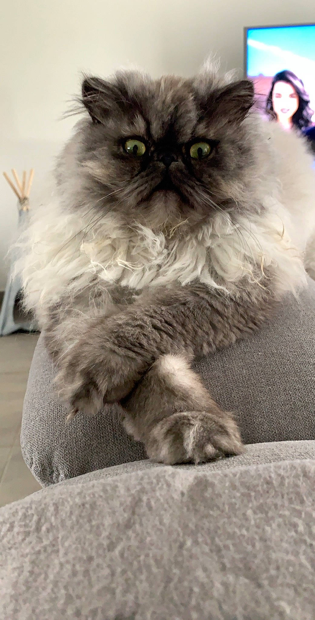 Pixel participe au concours pour gagner de l'argent avec cette photo : asian, asian_semi_longhair, british_longhair, british_semi_longhair, carnivore, cat, domestic_long_haired_cat, eye, felidae, fur, himalayan, kitten, mammal, norwegian_forest_cat, persian, siberian, small_to_medium_sized_cats, snout, vertebrate, whiskers