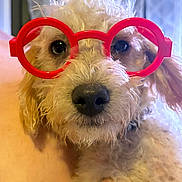 Rooster joined the competition — help win amazing prizes! accessory, animal, background_blur, closeup, curious, cute, dog, eyes, fluffy, fur, glasses, hand, human_interaction, indoor, muzzle, nose, pet, portrait, red_glasses, toy_glasses