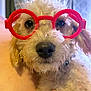accessory, animal, background_blur, closeup, curious, cute, dog, eyes, fluffy, fur, glasses, hand, human_interaction, indoor, muzzle, nose, pet, portrait, red_glasses, toy_glasses