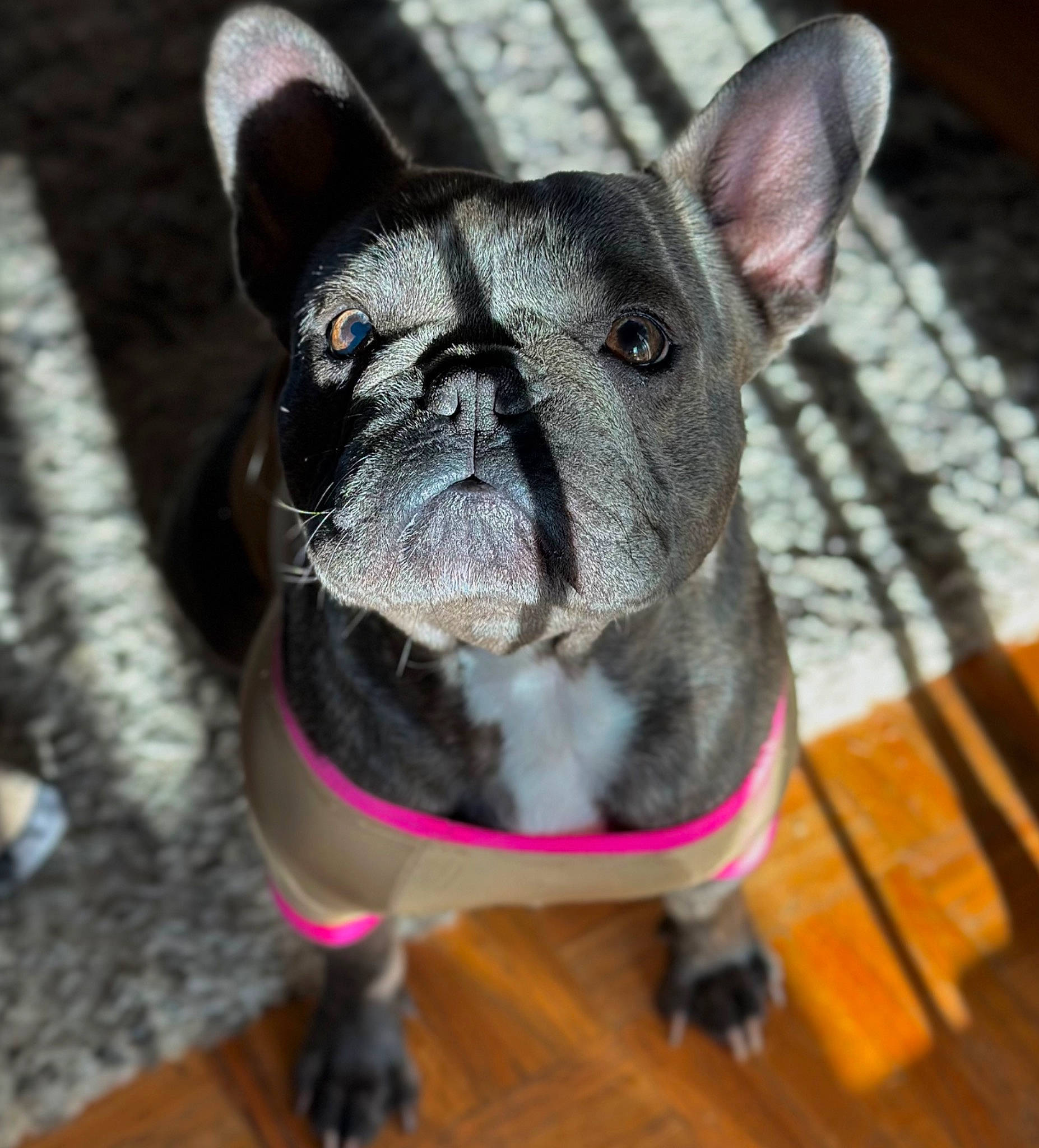 Murphy is registered to the contest to win money with this photo: bulldog, canidae, carnivore, collar, companion_dog, dog, dog_breed, dog_collar, ear, fawn, french_bulldog, leash, snout, sporting_group, terrestrial_animal, toy_dog, whiskers, wood, working_animal, wrinkle