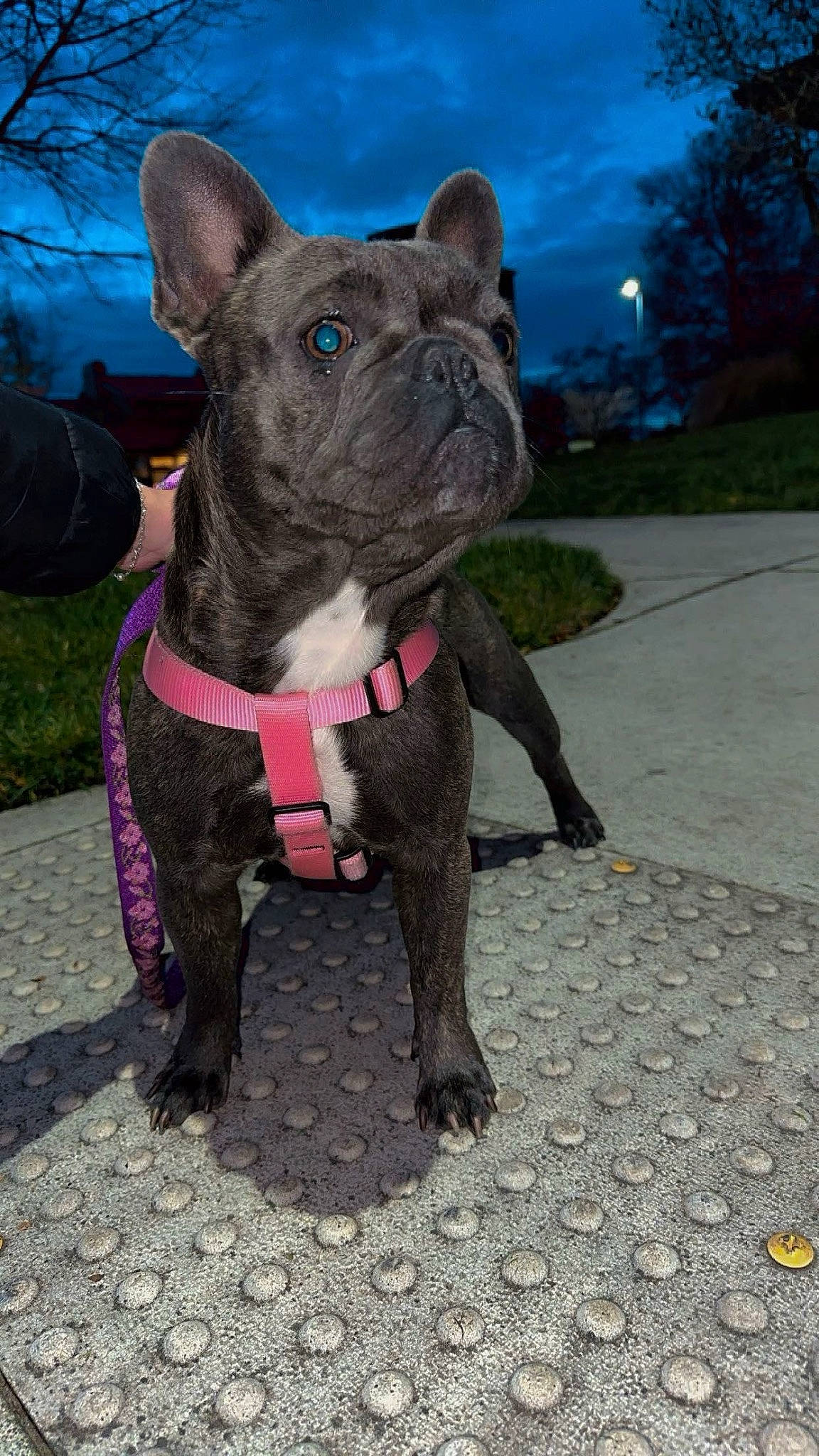 Murphy is registered to the contest to win money with this photo: art, bulldog, carnivore, collar, companion_dog, dog, dog_breed, dog_collar, electric_blue, fashion_accessory, fawn, plant, road_surface, sculpture, sky, snout, sporting_group, terrestrial_animal, whiskers, working_animal