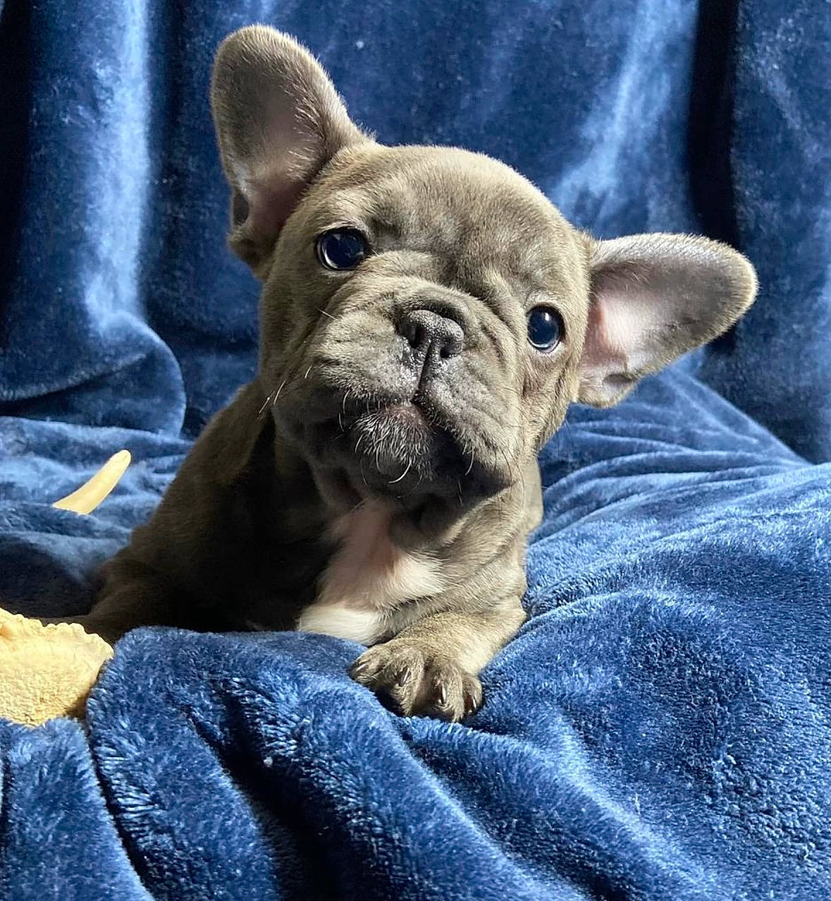 Murphy is registered to the contest to win money with this photo: bulldog, canidae, carnivore, comfort, companion_dog, dog, dog_breed, ear, electric_blue, eye, fawn, french_bulldog, molosser, snout, sporting_group, terrestrial_animal, toy_dog, whiskers, working_animal, wrinkle