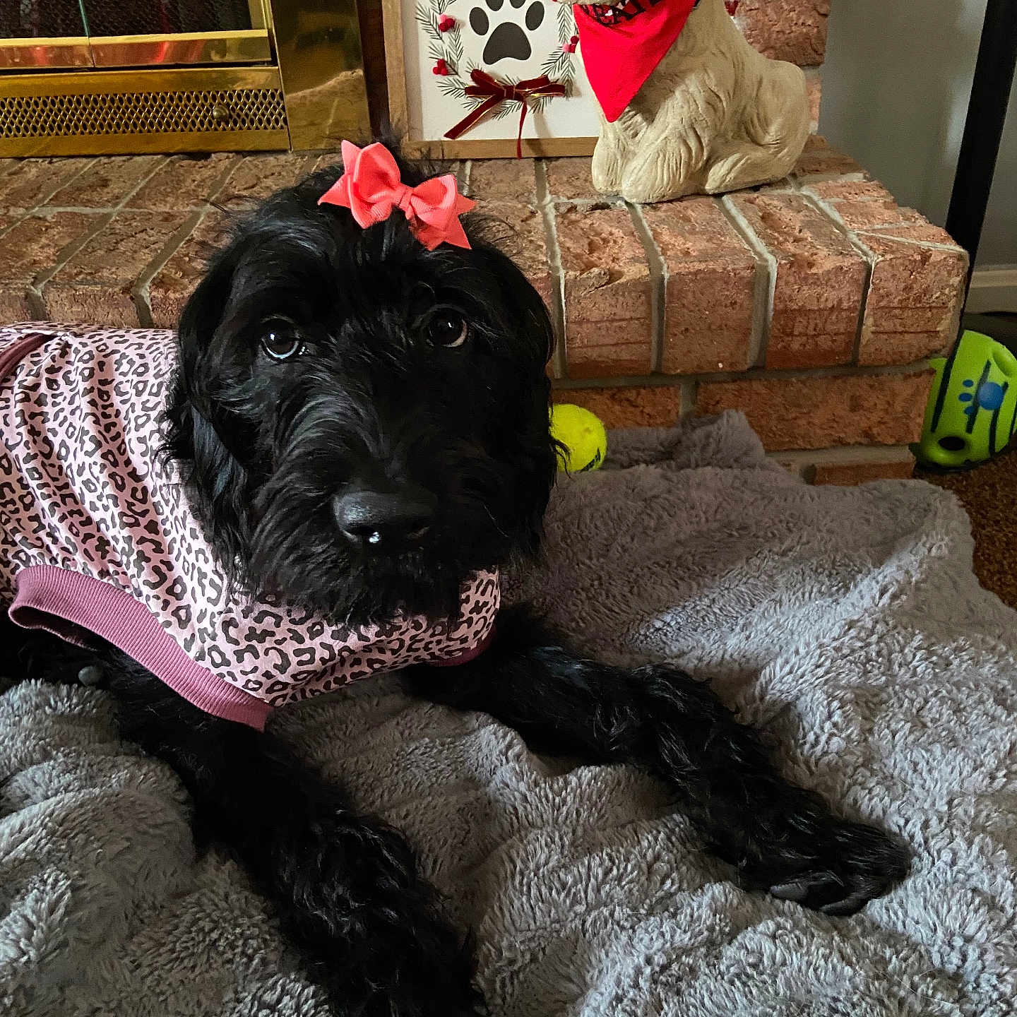 Kinzley Belle joined the competition — help win amazing prizes! animal, ball, blanket, canine, clothing, couch, dog, face, furniture, head, person, pet, photography, portrait, puppy, sport, tennis, tennisball, terrier, whitedog