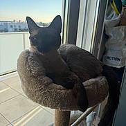 Shiny participe au concours pour gagner de l'argent avec cette photo : cat, siamese_cat, cat_bed, window, sunlight, indoor, pet, feline, fur, tail, relaxing, cozy, home, animal, balcony, daylight, soft_texture, resting, domestic, quiet