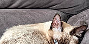 Shiny participe au concours pour gagner de l'argent avec cette photo : siamese_cat, cat, pet, animal, feline, blue_eyes, fur, curling, resting, couch, gray_couch, indoor, cozy, relaxing, whiskers, tail, ears, closeup, portrait, sleepy