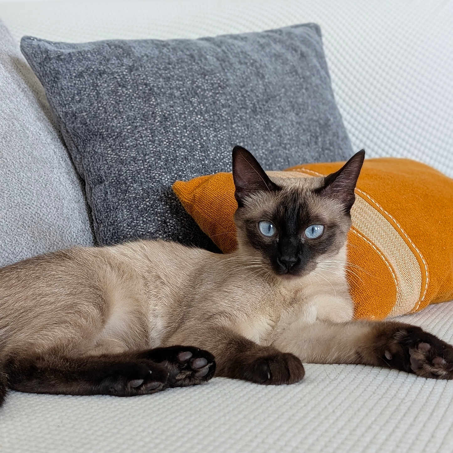 Shiny a rejoint le concours — aidez-le/la à gagner de superbes lots ! animal, blue_eyes, cat, couch, cozy, cute, domestic_animal, feline, fur, gray_pillow, home, indoor, orange_pillow, paw, pet, pillows, relaxed, resting, siamese_cat, whiskers