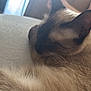 Shiny participe au concours pour gagner de l'argent avec cette photo : cat, siamese, sleeping, feline, pet, couch, indoor, fur, whiskers, ear, closeup, cozy, resting, home, animal, nap, soft, light, hand, peaceful