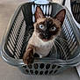 Shiny participe au concours pour gagner de l'argent avec cette photo : cat, siamese_cat, blue_eyes, laundry_basket, gray, whiskers, curious, pet, indoor, feline, paw, close_up, animal, domestic, floor, plastic, container, looking_up, young_cat, household